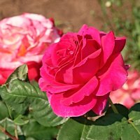 О розах июня... :: Андрей Заломленков О розах июня... :: Андрей Заломленков