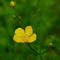 Лютик :: Татьяна Тюменка