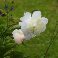 пионы :: ИННА ПОРОХОВА