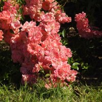 розы :: ИННА ПОРОХОВА