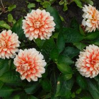 Георгина низкорослая :: Наиля Георгина низкорослая :: Наиля