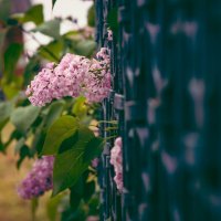 Плёс. Май 2025 :: Вячеслав Владимирович