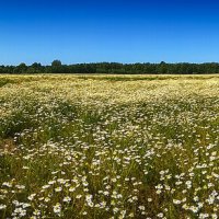 Ромашковое поле :: Sergey 