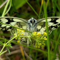Из снятого сегодня  1 :: Александр Прокудин