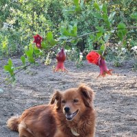 2 июля - Международный день собак :: Наталья 