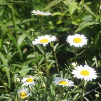 Июль. Ромашки :: Наталья Герасимова