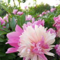 Пион :: Сапсан 