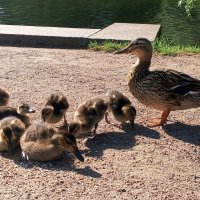 Утята :: Сапсан 