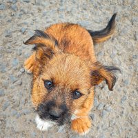 Маленький ждун. :: Сергей Гибков