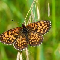 О бабочках. :: Милешкин Владимир Алексеевич О бабочках. :: Милешкин Владимир Алексеевич
