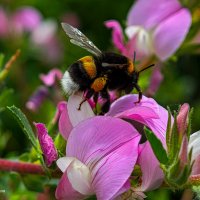 За работой. :: Сергей Гибков