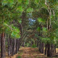 Лес хутора Лозной. :: Сергей Гибков