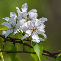 *** :: Виктор Иванович Чернюк *** :: Виктор Иванович Чернюк