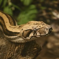 Змея :: <<< Наташа >>> Змея :: <<< Наташа >>>