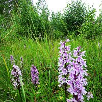 Июль...Полянка северных орхидей! :: Владимир 