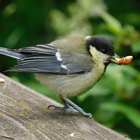 Молодая синица с арахисом :: Лина 