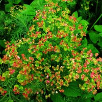 Кипарисовый молочай :: Людмила Смородинская Кипарисовый молочай :: Людмила Смородинская