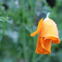 После дождя (серия) :: Любовь Сахарова