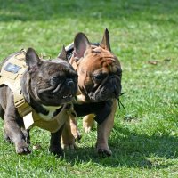 Москва. Парад французских бульдогов в усадьбе «Воронцово». :: Наташа *****