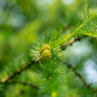 ___ :: Yuriy V ___ :: Yuriy V