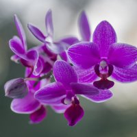 Орхидея. :: Sergey (Apg) Орхидея. :: Sergey (Apg)