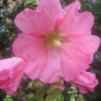 Мальва после дождя :: Елена Семигина