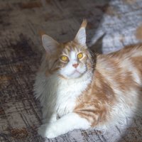 Немного солнышка :: Светлана Тихонина