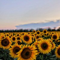 Солнышки :: Oksana Verkhoglyad Солнышки :: Oksana Verkhoglyad