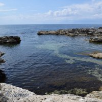 Природа Крыма :: Amazing Cosmea