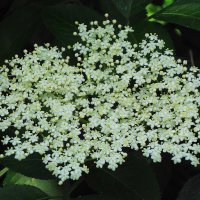 Бузина :: Рита Симонова