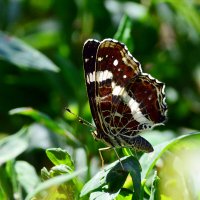 Пестрокрыльница изменчивая :: Геннадий Супрун Пестрокрыльница изменчивая :: Геннадий Супрун