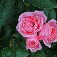 Июльский гламур :: Светлана 