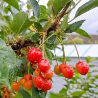 Ягодное лето :: Pippa Ягодное лето :: Pippa