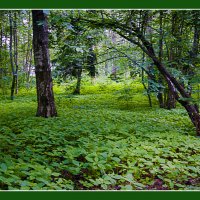 В лесопарке :: Владимир Кроливец