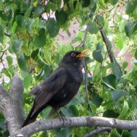 Чёрный дрозд :: Татьяна Львова