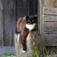 Кузьмич :: Антонина Гугаева Кузьмич :: Антонина Гугаева