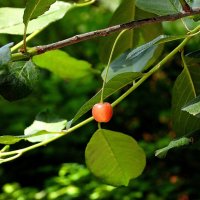 *** :: Леонид leo *** :: Леонид leo