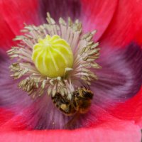 Мак и пчела :: Юрий. Шмаков