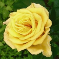 Жёлтые розы – солнышка лики :: Ольга Довженко