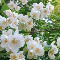 Серия. "Жасмин цветущий". :: Лилия *