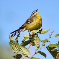 желтоголовая трясогузка :: Ольга Гомзина