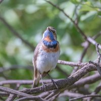 ВОСХИЩАЙТЕСЬ МНОЙ! :: Володька Завитушкин