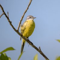 НА ТЁПЛОМ ВЕТЕРКЕ :: Володька Завитушкин