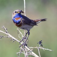 Варакушка :: Геннадий Супрун