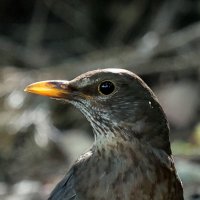 Солнечны клюв, небо вокруг... :: Александр Кондаков