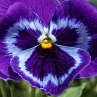 Ближняя галактика :: игорь щелкалин