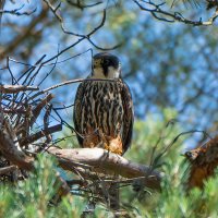 Чеглок :: Viktor Makarov Чеглок :: Viktor Makarov