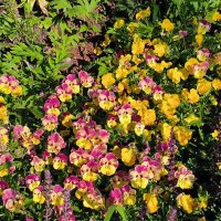 Все краски лета. :: Ольга 