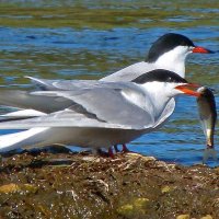 речные крачки :: gawrilа - dan