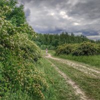 дорога к лесу :: Валентина. .